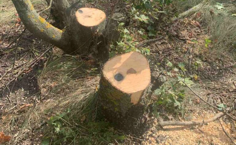 (FOTO) Zeci de copaci, tăiați ilegal la Drochia
