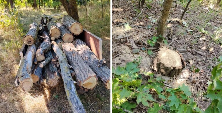 Tăiere ilegală de arbori, depistată în zona de frontieră de lângă Șirăuți și Mirocani